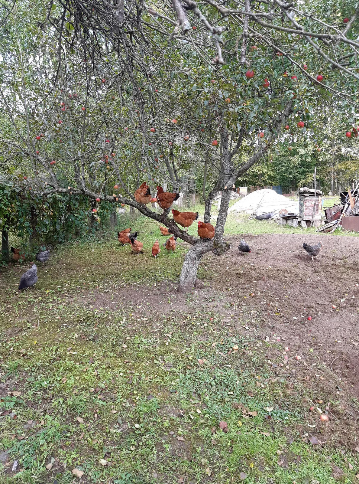 Vištos obelyje ūkyje